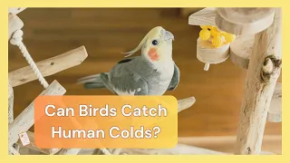 Can Birds Catch Human Colds | Dr Cockatiel