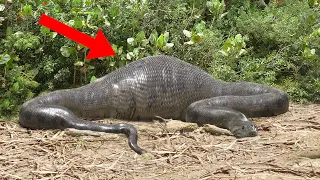 10 Craziest Things Found Inside Snakes