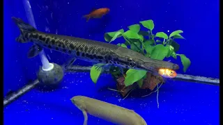 Alligator Gar devours feeder goldfish!!