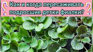 Как и когда пересаживать подросшие детки фиалки? Показываю на своих растениях!