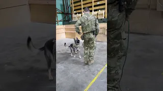 Working Dog Seminar | New Zealand Defence Force