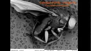 Common fruit fly (vinegar fly) observed using Scanning Electron Microscope (SEM)