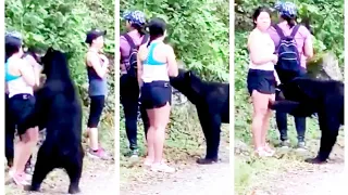 Viral video of gritty woman who clicked selfie with bear |  Bear Selfi Viral Video