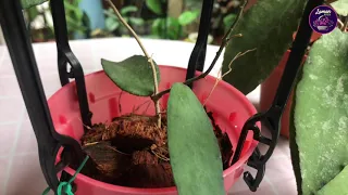 Hoya Caudata Collection + care tips