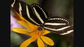 MoviJels Butterflies life cycles.WMV