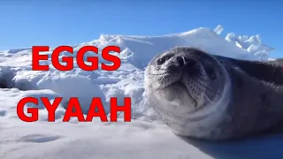 Talking seals || Wise words