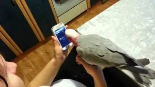 Попугай звонит подружке