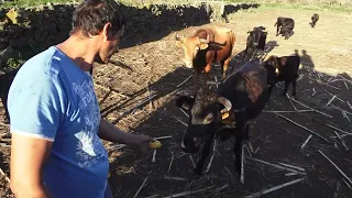 The Bulls And Cows - Manuel Siva's Cattle Ranch - Graciosa Island - Azores