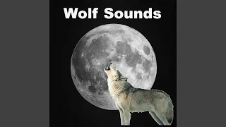 Wolf Sounds in the Rain
