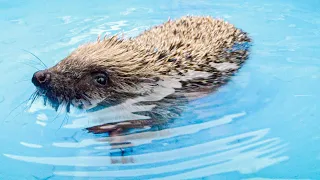 Sick Hedgehog goes for his First Swim! | The Science of Cute | BBC Earth
