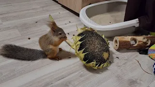 Очередной подсолнух для Молли! 🤤 Squirrel eats sunflower