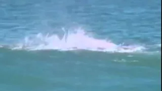 Shark attacked a surfer in streaming LIVE Акула атаковала серфера в прямом эфире