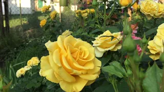 Трояндовий бум: Керіо,Августа Луїза (назви на замітку) #троянди #сад #rose