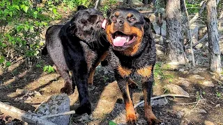 Luna and Venza decided to refresh themselves on a hot day. How dogs and cats swim.