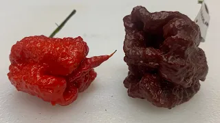 A Carolina Reaper and Choc. Carolina Reaper taste and heat comparison from Rob & Tiff's Super Hots!