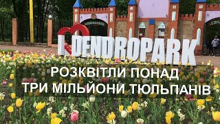 Понад три мільйони тюльпанів розквітли у Кропивницькому