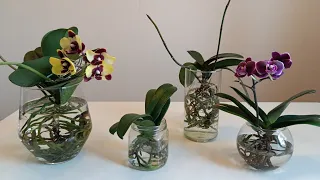 Орхидеи без грунта. Тонкости полива в ОС