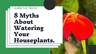 The 8 Biggest Mistakes when WATERING HOUSEPLANTS that you NEED to Know!