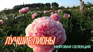 С Ворошиловой в пионах / Сад Ворошиловой