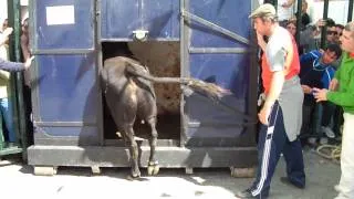 Toro Embolao 2010 Vejer de la Frontera  V