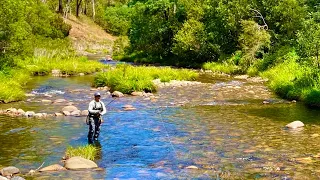 Dry Fly Fishing The Howqua River