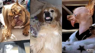 Tik Toks Funny Pets That will Brighten Up Your Day | Funny Animals' Planet