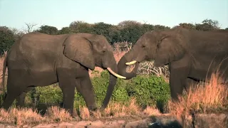 Glimpse of Kasane | Beautiful Botswana | Wildlife #africa #zimbabwe #travel