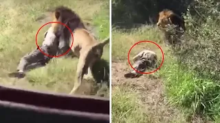 20 Most Scariest Wild Animal Encounters and Attacks No One saw was Coming 😲