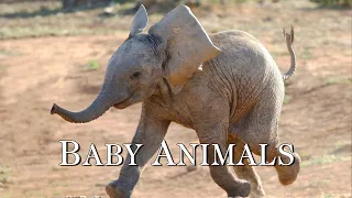 Baby Animals - Calm The Mind, Release of Melatonin and Toxin, Healing Music