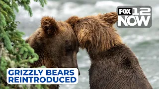 LIVE: Grizzly bears being reintroduced to PNW