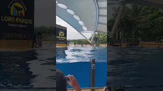Loro parque splash zone- Orcas