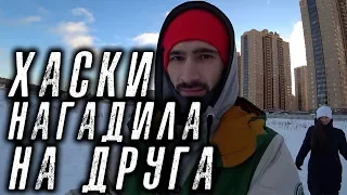 Хаски Капелла на плечо наделала (Собака-обосрака 3)