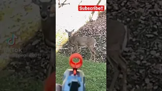 Deer Hunting with Nerf Gun!!