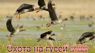 Охота на гусей в Беларуси 2022