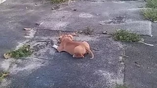 Pitbull attack cat