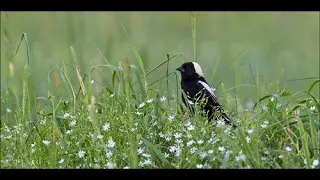 Bobolink Research in the Adirondacks - Hyla Howe