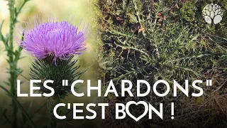 Les cirses, des "chardons" comestibles !