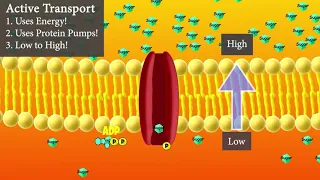 Active Transport (Short and Sweet Version)