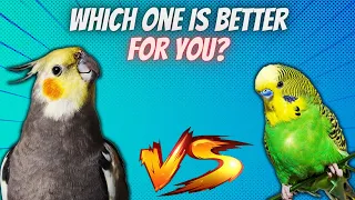 Cockatiel vs Budgie: Which Bird is the Perfect Pet for You?