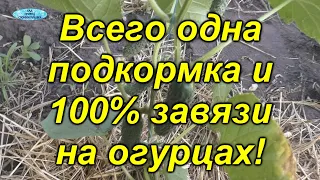 Простая подкормка, от которой завязались все до единого огурчика! [100%]