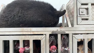 Black Bear Hunting with HOUNDS is addictive