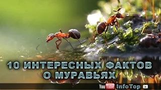 10 интересных фактов о муравьях