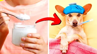6 Benefits Of Coconut Oil For Dogs | Reasons To Use Coconut Oil For Dogs