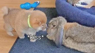 Puppy Hugging & Kissing Bunny 🥰