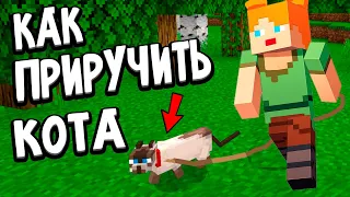 Как приручить кота ?🐈  ПАУК СЪЕЛ МОЕГО ВОЛКА 😭 майнкрафт выживание / Бабушка Шошо minecraft