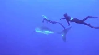 Unreleased GoPro footage: Ocean Ramsey riding Great White shark with Kimi Warner