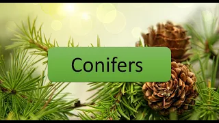 Conifers, the non flowering plants