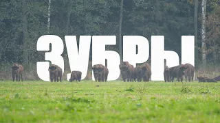 Встреча с зубрами в Налибокской пуще 🐂