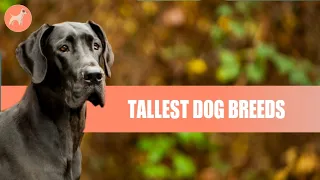 What Are The Top 10 Tallest Dog Breeds?