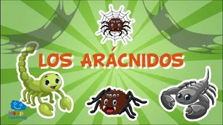 LOS ARÁCNIDOS. Animales invertebrados | Vídeos educativos para niños